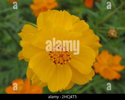 Nahaufnahme einer orangefarbenen Cosmos-Blume Stockfoto