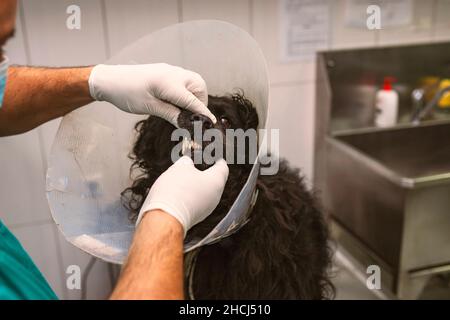 Nahaufnahme eines Tierarztes, der die Zähne eines Hundes überprüft Stockfoto