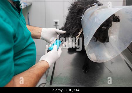 Nahaufnahme eines Tierarztes, der einen schwarzen Hund in der Klinik untersucht Stockfoto
