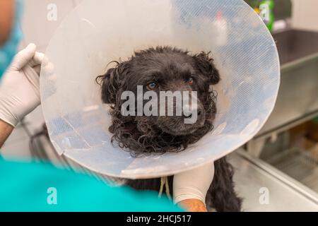 Nahaufnahme eines Tierarztes, der einen schwarzen Hund in der Klinik untersucht Stockfoto