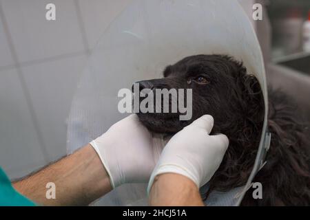 Nahaufnahme eines Tierarztes, der einen schwarzen Hund in der Klinik untersucht Stockfoto