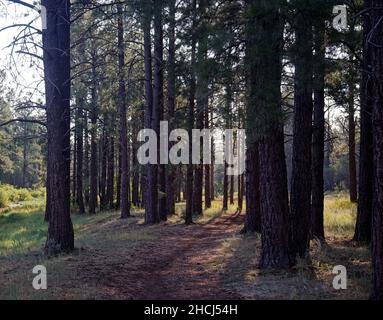 Bäume wachsen im Wald Stockfoto