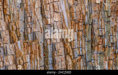 Nahaufnahme des Baumstamms mit den kleinen Rissen und der rauen Textur Stockfoto
