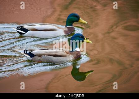 Zwei mallard männliche Enten schwimmen in einem See ( Anas platyrhynchos ) Stockfoto