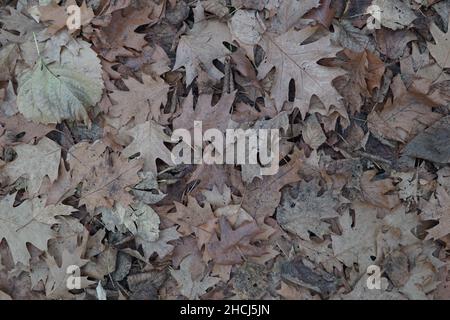 Draufsicht auf die herbstlich getrockneten Eichenblätter auf dem Boden Stockfoto