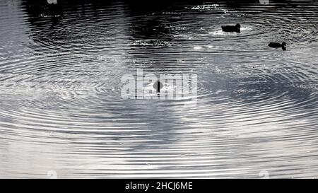 Eine kleine schwarze Ente in einem See erzeugt konzentrische, kreisförmige Wasserwellen. Zwei weitere Enten im Hintergrund. Starke Reflexion im Wasser - fast Stockfoto