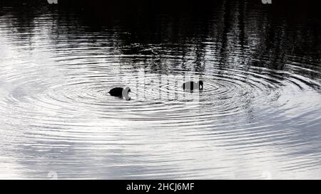 Zwei kleine schwarze Enten in einem See erzeugen konzentrische, kreisförmige Wasserwellen. Störungen durch Wellen. Starke Reflexion im Wasser - fast m Stockfoto