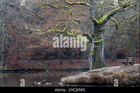 Alte mystische Eiche, bedeckt mit grünem Moos am Rand eines Sees. Eine Bank neben dem Baum. Winterzeit mit teilweise gefrorenem See, Herbstfarben Stockfoto