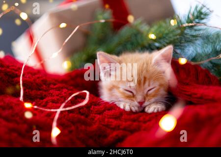 Ingwer Kätzchen schlafen mit Weihnachtsbeleuchtung auf rot. Orange rote Katze glückliche Träume. Urlaub und Entspannung Stockfoto