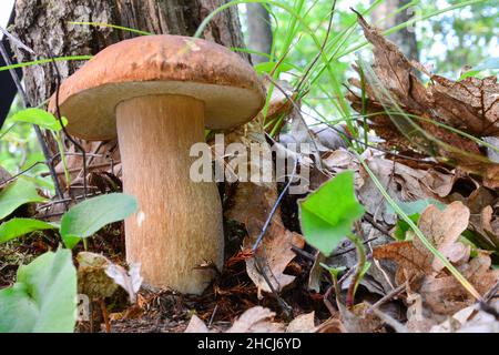 Junge, schöne und gesunde Exemplare des Boletus edulis oder Penny Bun Pilzes in natürlichem Lebensraum, alle Teile des Pilzes sichtbar Stockfoto