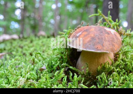 Dunkles cep, oder Bronzebolete oder Boletus aereus in fotogenem grünem Moos, Nahaufnahme Stockfoto