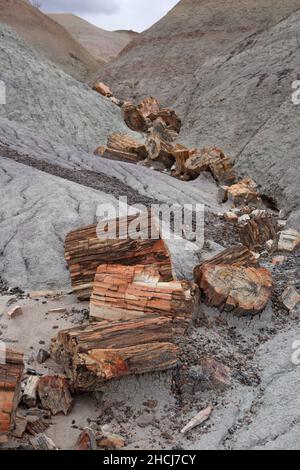 Erodierter Schlammstein und versteinerte Holzstämme im Blue Mesa, Petrified Forest National Park im Nordosten von Arizona, USA Stockfoto