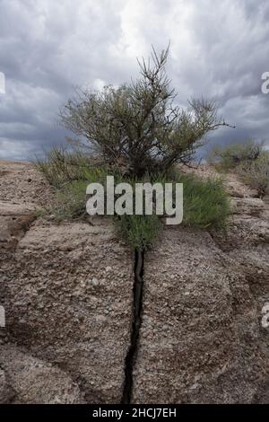 Die Sageburst-Wurzel spaltet konglomerate Gesteinsschichten im Blue Mesa, Petrified Forest National Park im Nordosten von Arizona, USA Stockfoto