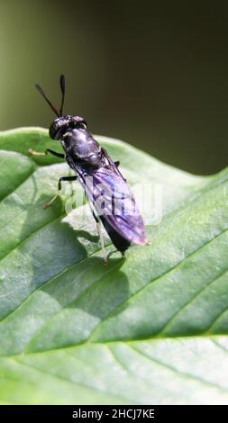 Makroaufnahme eines schwarzen Soldaten fliegen Stockfoto