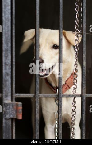 Nahaufnahme eines weißen indischen Pariah-Hundes Stockfoto
