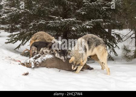 Black Phase Grey Wolf (Canis lupus) schnarrt bei Packmates über dem Körper von White-Tail Deer Winter - Gefangene Tiere Stockfoto