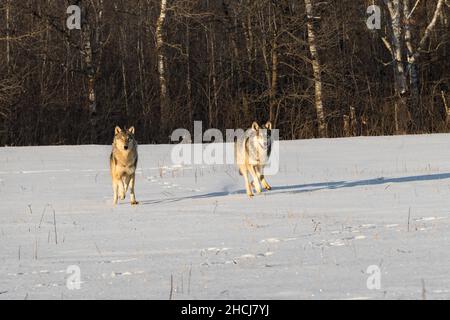 Zwei Graue Wölfe (Canis lupus) laufen gemeinsam im Snowy Field Winter vorwärts - Gefangene Tiere Stockfoto