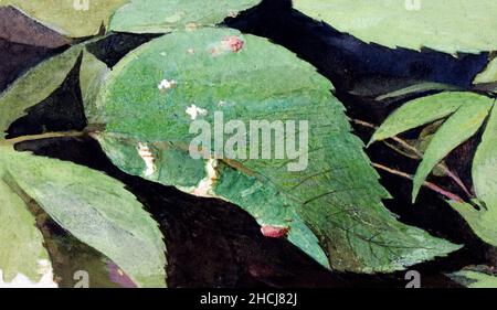 White Birch Leaf Edge Caterpillar, Studie für Buch Verbergen Färbung in der Animal Kingdom Malerei in hoher Auflösung von Abbott Handerson Thayer. Stockfoto
