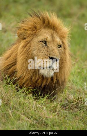 Mähne Löwe (Panthera leo), eines der dominanten Männchen des Marsh Pride in der Masai Mara in Kenia Stockfoto