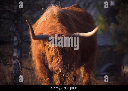 Nahaufnahme einer Furry Scottish Highland Kuh, die Gras auf einem Bauernhof frisst Stockfoto