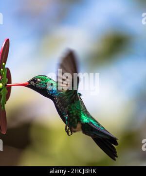 Kolibri saugt Nektar. Smaragd mit Glitzerbauchigen (Chlorostylbon lucidus) Stockfoto