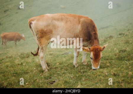 Kuh, die auf einer Weide grast, bei nebligen Wetter, Kuh, die Gras, Kräuter und Blumen auf einem grünen Feld frisst, hohe Berge, Transhumanz Stockfoto