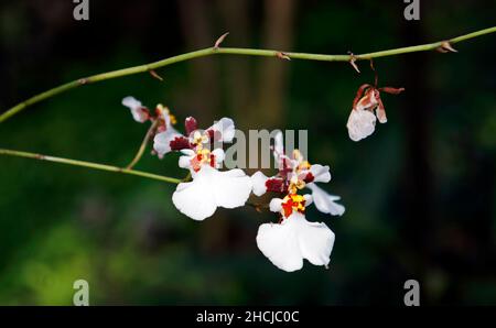 Orchideen im Gewächshaus, Rio, Brasilien Stockfoto