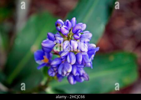 Blaue Ingwerblüten (Dichorisandra thyrsiflora) Stockfoto