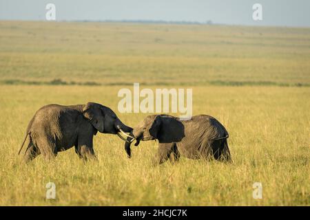 Zwei afrikanische Elefanten (Loxodonta africana) kämpfen im Grasland der Masai Mara in Kenia Stockfoto