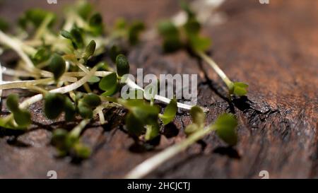 Frische Sprossen fallen mit Rissen auf die alte Holzoberfläche. Nahaufnahme von Microgreen von Senf auf braunem Holzhintergrund. Stockfoto