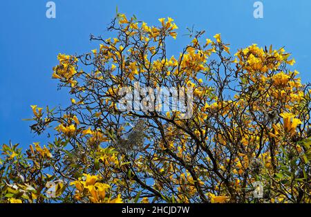 Goldene Trompetenbaumblumen oder gelbe ipe-Baumblumen (Handroanthus chrysotrichus) Stockfoto