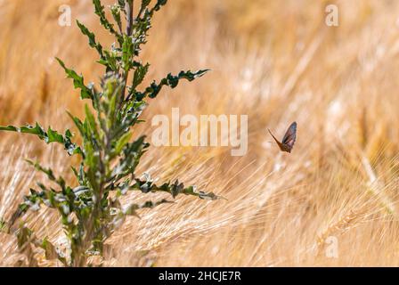 Flacher Fokus einer schleichenden Thistle-Pflanze im Weizenfeld Stockfoto