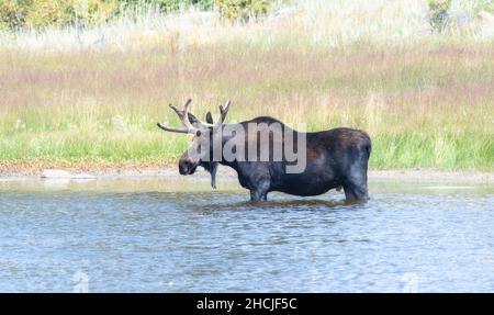 Ein erwachsener Bullenelch (Alces alces), der in einem Bergsee in den Bergen von Colorado steht Stockfoto