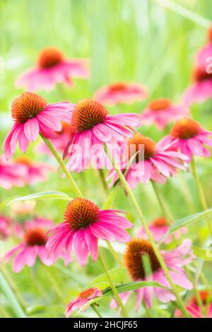 Wunderschöne Magenta-, Gold- und Weißkegel-Blüten Stockfoto