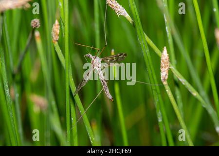 Eine große Kranichfliege der Gattung Tipula steht auf Binsen an einem High Mountain Lake in Colorado Stockfoto