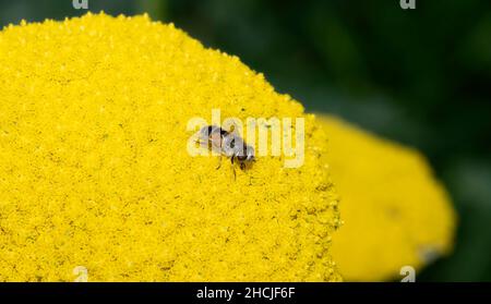 Eine eingeführte europäische Drohnenfliege (Eristalis arbustorum) sucht Pollen auf einem bunten gelben Blütenkopf Stockfoto