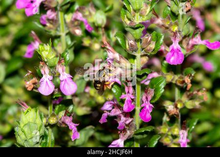 Eine europäische Wollbiene (Anthidium manicatum) sucht Pollen auf leuchtend violetten Blumen Stockfoto