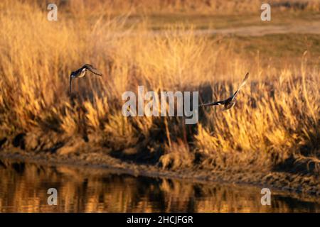 Enten fliegen im Sommer in Saskatchewan, Kanada Stockfoto