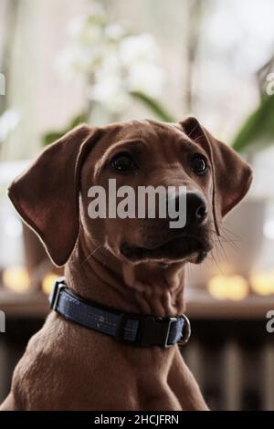 Nahaufnahme eines reinrassigen Rhodesian Ridgeback-Welpen in Innenräumen. Stockfoto