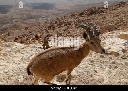 Mitzpe Ramon, Israel. 29th Dez 2021. Am 29. Dezember 2021 werden am Ramon-Krater in der Nähe von Mitzpe Ramon, Süd-Israel, nubische Steinböcke gesehen. Quelle: Gil Cohen Magen/Xinhua/Alamy Live News Stockfoto