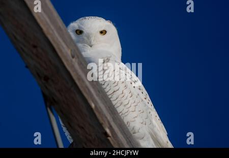 Verschneite Eule Winter Saskatchewan Kanada thront Pole Stockfoto