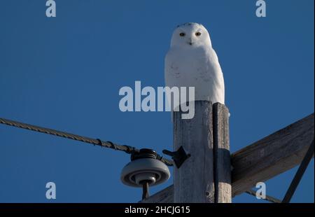 Verschneite Eule Winter Saskatchewan Kanada thront Pole Stockfoto