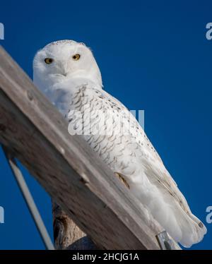 Verschneite Eule Winter Saskatchewan Kanada thront Pole Stockfoto