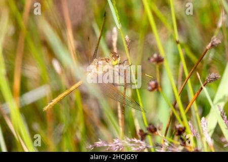 Eine neu aufgetauchte Saffron-geflügelte Meadowhawk (Sympetrum costiferum)-Fliege ruht auf farbenfroher Vegetation in Bodennähe Stockfoto