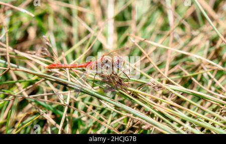 Eine gestreifte Meadowhawk (Sympetrum Pallipes) Libelle, die auf niedrigen Gräsern thront Stockfoto