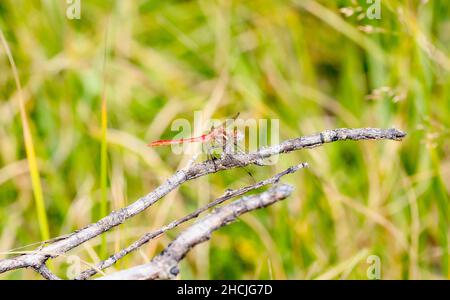 Eine gestreifte Meadowhawk (Sympetrum Pallipes) Libelle, die auf einem Zweig mit grüner Vegetation im Hintergrund thront Stockfoto