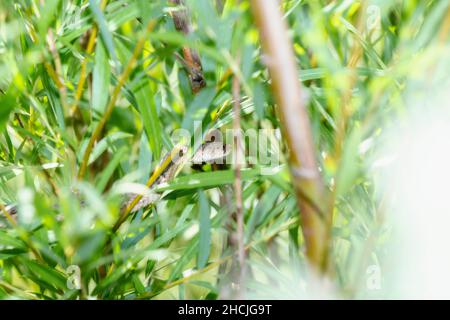 Eine wandernde Strumpfschlange (Thamnophis elegans vagrens), die sich durch die dichte Vegetation der Berge von Colorado bewegt Stockfoto