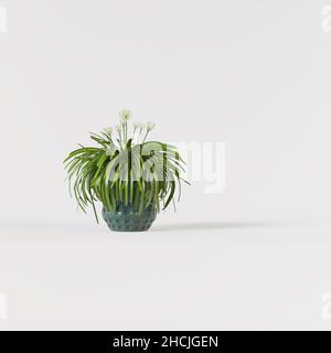 Dekorative thyrsus Baum gepflanzt blauen Keramik Vase isoliert auf weißem Hintergrund. Stockfoto