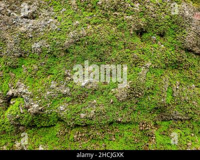 Moosige Wandoberfläche für Hintergrund und Hintergrund. Stockfoto
