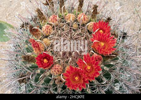 Fishhook Barrel Cactus (Ferocactus wislezeni) in voller Blüte Stockfoto